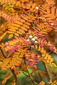 HERGEST CROFT GARDENS, HEREFORDSHIRE: CREAM, WHITE, BERRIES, FRUITS, YELLOW, ORANGE LEAVES, FOLIAGE OF SORBUS SETSCHWENENSIS SEEDLING, TREES, BERRY, AUTUMN, FALL, OCTOBER