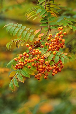 HERGEST_CROFT_GARDENS_HEREFORDSHIRE_COPPER_ORANGE_BERRIES_FRUITS_OF_SORBUS_COPPER_KETTLE_TREES_BERRY