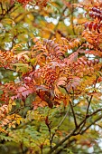 HERGEST CROFT GARDENS, HEREFORDSHIRE: COPPER, ORANGE BERRIES, FRUITS OF SORBUS COPPER KETTLE, TREES, BERRY, AUTUMN, FALL, OCTOBER, FOLIAGE, LEAVES