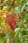 HERGEST CROFT GARDENS, HEREFORDSHIRE: RED BERRIES, FRUITS OF SORBUS SPLENDENS, TREES, BERRY, AUTUMN, FALL, OCTOBER, LEAVES, FOLIAGE