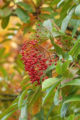 HERGEST_CROFT_GARDENS_HEREFORDSHIRE_RED_BERRIES_FRUITS_OF_SORBUS_SPLENDENS_TREES_BERRY_AUTUMN_FALL_O