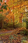 HERGEST CROFT GARDENS, HEREFORDSHIRE: FALL, AUTUMN, NOVEMBER, AUTUMN COLOURS ALONG THE BOUNDARY PATH, MECONOPSIS NAPAULENSIS, LEAVES, MAGNOLIA STELLATA ROYAL STAR, COPPER BEECH