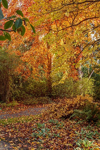 HERGEST_CROFT_GARDENS_HEREFORDSHIRE_FALL_AUTUMN_NOVEMBER_AUTUMN_COLOURS_ALONG_THE_BOUNDARY_PATH_MECO