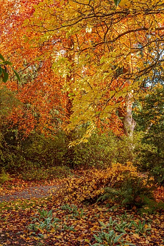 HERGEST_CROFT_GARDENS_HEREFORDSHIRE_FALL_AUTUMN_NOVEMBER_AUTUMN_COLOURS_ALONG_THE_BOUNDARY_PATH_MECO