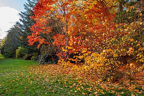 HERGEST_CROFT_GARDENS_HEREFORDSHIRE_FALL_AUTUMN_NOVEMBER_AUTUMN_COLOURS_IN_WOODLAND_ACER_JAPONICUM_V