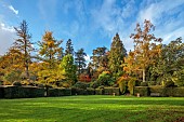 HERGEST CROFT GARDENS, HEREFORDSHIRE: FALL, AUTUMN, NOVEMBER, LAWN, THE CROQUET LAWN, CLIPPED TOPIARY YEW HEDGES, HEDGING, GINGKO BILOBA ON LEFT