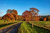 HERGEST CROFT GARDENS, HEREFORDSHIRE: FALL, AUTUMN, NOVEMBER, BORROWED LANDSCAPE, TREES, FIELDS, AVENUE OF ACER GRISEUM, PAPER BARK MAPLE, WINDING ROAD