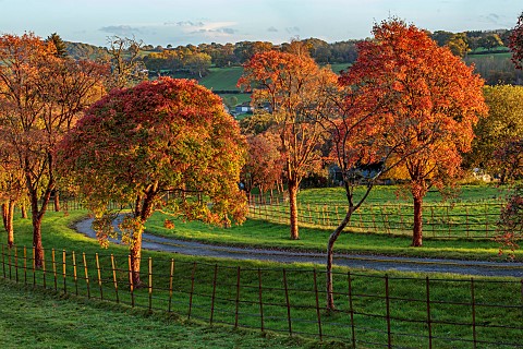 HERGEST_CROFT_GARDENS_HEREFORDSHIRE_FALL_AUTUMN_NOVEMBER_BORROWED_LANDSCAPE_TREES_FIELDS_AVENUE_OF_A