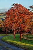 HERGEST CROFT GARDENS, HEREFORDSHIRE: FALL, AUTUMN, NOVEMBER, BORROWED LANDSCAPE, TREES, FIELDS, AVENUE OF ACER GRISEUM, PAPER BARK MAPLE, WINDING ROAD