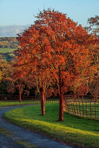 HERGEST_CROFT_GARDENS_HEREFORDSHIRE_FALL_AUTUMN_NOVEMBER_BORROWED_LANDSCAPE_TREES_FIELDS_AVENUE_OF_A
