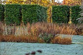 THE OLD VICARAGE, WORMINGFORD, ESSEX: DESIGNER JEREMY ALLEN: NOVEMBER, FALL, AUTUMN, FROST, BEDS OF SALVIA CARADONNA, MOLINIA CAERULEA EDITH DUDSZUS, PHOTINIA FRASERI RED ROBIN