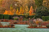 THE OLD VICARAGE, WORMINGFORD, ESSEX: DESIGNER JEREMY ALLEN: NOVEMBER, FALL, AUTUMN, FROST, BEDS OF SALVIA CARADONNA, MOLINIA CAERULEA EDITH DUDSZUS, PHOTINIA FRASERI RED ROBIN