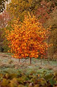 THE OLD VICARAGE, WORMINGFORD, ESSEX: DESIGNER JEREMY ALLEN: NOVEMBER, FALL, AUTUMN, TREES, LIRIODENDRON TULIPIFERA, DECIDUOUS