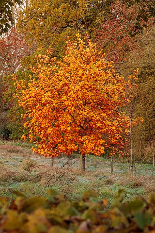THE_OLD_VICARAGE_WORMINGFORD_ESSEX_DESIGNER_JEREMY_ALLEN_NOVEMBER_FALL_AUTUMN_TREES_LIRIODENDRON_TUL