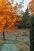 THE OLD VICARAGE, WORMINGFORD, ESSEX: DESIGNER JEREMY ALLEN: NOVEMBER, FALL, AUTUMN, TREES, LIRIODENDRON TULIPIFERA, DECIDUOUS, ST ANDREWS CHURCH, WORMINGFORD