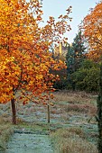 THE OLD VICARAGE, WORMINGFORD, ESSEX: DESIGNER JEREMY ALLEN: NOVEMBER, FALL, AUTUMN, TREES, LIRIODENDRON TULIPIFERA, DECIDUOUS, ST ANDREWS CHURCH, WORMINGFORD