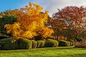 THE OLD VICARAGE, WORMINGFORD, ESSEX: DESIGNER JEREMY ALLEN: NOVEMBER, FALL, AUTUMN, LAWN, WALNUT TREE, JUGLANS REGIA, CLIPPED BOX CLOUD HEDGES, HEDGING, BUXUS, BEECH, COPPER BEECH