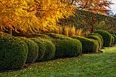 THE OLD VICARAGE, WORMINGFORD, ESSEX: DESIGNER JEREMY ALLEN: NOVEMBER, FALL, AUTUMN, LAWN, WALNUT TREE, JUGLANS REGIA, CLIPPED BOX CLOUD HEDGES, HEDGING, BUXUS, BEECH, COPPER BEECH