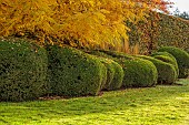 THE OLD VICARAGE, WORMINGFORD, ESSEX: DESIGNER JEREMY ALLEN: NOVEMBER, FALL, AUTUMN, LAWN, WALNUT TREE, JUGLANS REGIA, CLIPPED BOX CLOUD HEDGES, HEDGING, BUXUS, BEECH