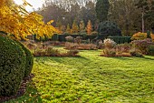 THE OLD VICARAGE, WORMINGFORD, ESSEX: DESIGNER JEREMY ALLEN: NOVEMBER, FALL, AUTUMN, LAWN, WALNUT TREE, JUGLANS REGIA, BORDER, GRASSES, YEW, PHOTINIA RED ROBIN, HEDGES, HEDGING