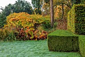 THE OLD VICARAGE, WORMINGFORD, ESSEX: DESIGNER JEREMY ALLEN: NOVEMBER, FALL, AUTUMN, LAWN, POND, POOL, HEDGES, HEDGING, BEECH, JAPANESE KNOTWEED, FALLOPIA JAPONICA