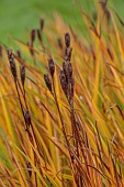 THE OLD VICARAGE, WORMINGFORD, ESSEX: DESIGNER JEREMY ALLEN: NOVEMBER, FALL, AUTUMN, SEED HEADS, FLOWERS OF IRIS SIBIRICA CAESARS BROTHER