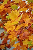 THE OLD VICARAGE, WORMINGFORD, ESSEX: DESIGNER JEREMY ALLEN: NOVEMBER, FALL, AUTUMN, TREES, LEAVES, FOLIAGE OF LIRIODENDRON TULIPIFERA, TULIP TREE