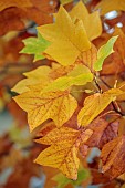 THE OLD VICARAGE, WORMINGFORD, ESSEX: DESIGNER JEREMY ALLEN: NOVEMBER, FALL, AUTUMN, TREES, LEAVES, FOLIAGE OF LIRIODENDRON TULIPIFERA, TULIP TREE