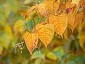 THE OLD VICARAGE, WORMINGFORD, ESSEX: DESIGNER JEREMY ALLEN: NOVEMBER, FALL, AUTUMN, TREES, LEAVES, FOLIAGE OF JAPANESE KNOTWEED, FALLOPIA JAPONICA
