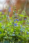 THE OLD VICARAGE, WORMINGFORD, ESSEX: DESIGNER JEREMY ALLEN: NOVEMBER, FALL, AUTUMN, BLUE FLOWERS, BLOOMS OF SAGE, SALVIA GUARANITICA BLUE ENIGMA, AGM