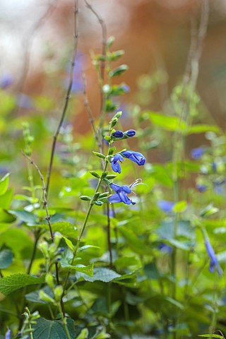 THE_OLD_VICARAGE_WORMINGFORD_ESSEX_DESIGNER_JEREMY_ALLEN_NOVEMBER_FALL_AUTUMN_BLUE_FLOWERS_BLOOMS_OF