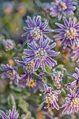 SILVER STREET FARM, DEVON: FROSTY, FROSTED, WINTER, FLOWERS, BLOOMS OF PINK, PURPLE MICHAELMAS DAISY, DAISIES, ASTER AMELLUS