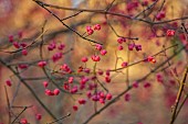 KNOLL GARDENS, DORSET: NOVEMBER, WINTER, FALL, AUTUMN, PINK BERRIES, FRUITS OF EUONYMUS HAMILTONIANUS, SEEDPODS, SPINDLE TREE, TREES