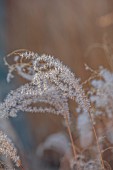 KNOLL GARDENS, DORSET: NOVEMBER, FALL, AUTUMN, WINTER, FLOWERS, SEED HEADS OF GRASSES, MISCANTHUS CINDY