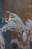 KNOLL GARDENS, DORSET: NOVEMBER, FALL, AUTUMN, WINTER, FLOWERS, SEED HEADS OF GRASSES, MISCANTHUS CINDY