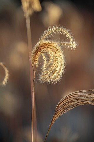 KNOLL_GARDENS_DORSET_NOVEMBER_FALL_AUTUMN_WINTER_FLOWERS_SEED_HEADS_OF_GRASSES_MISCANTHUS_NEPALENSIS