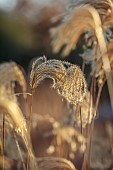 KNOLL GARDENS, DORSET: NOVEMBER, FALL, AUTUMN, WINTER, FLOWERS, SEED HEADS OF GRASSES, MISCANTHUS NEPALENSIS