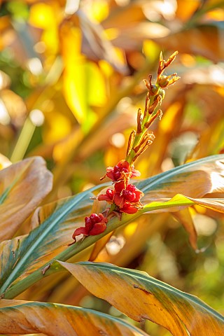 KNOLL_GARDENS_DORSET_FRUITS_SEEDS_SEED_HEAD_BERRIES_OF_HEDYCHIUM_GARDNERIANUM_GINGER_LILY