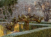 IFORD MANOR, WILTSHIRE: FROST, FROSTY, WINTER, ITALIANATE, HAROLD PETO, FORMAL GARDEN, KITCHEN GARDEN, CLIPPED TOPIARY, HEDGES, HEDGING, ESPALIERED APPLE TREE