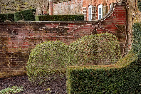 COTTESBROOKE_HALL_AND_GARDENS_NORTHAMPTONSHIRE_WINTER_FEBRUARY_ROSES_TRAINED_BY_JENNY_BARNES_YEW_HED