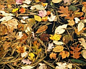 GOLDEN COLOURS OF AUTUMN LEAVES FLOATING IN WATER (AS 1232)