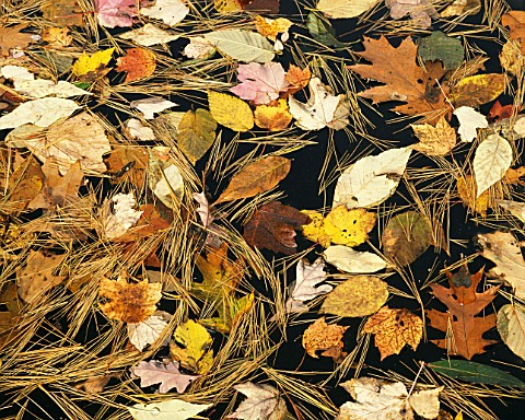 GOLDEN_COLOURS_OF_AUTUMN_LEAVES_FLOATING_IN_WATER_AS_1232