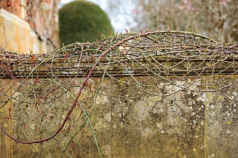COTTESBROOKE_HALL_AND_GARDENS_NORTHAMPTONSHIRE_WINTER_FEBRUARY_ROSES_TRAINED_BY_JENNY_BARNES_WALL_RO