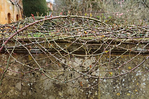 COTTESBROOKE_HALL_AND_GARDENS_NORTHAMPTONSHIRE_WINTER_FEBRUARY_ROSES_TRAINED_BY_JENNY_BARNES_WALL_RO