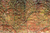 COTTESBROOKE HALL AND GARDENS, NORTHAMPTONSHIRE: WINTER, FEBRUARY, ROSES TRAINED BY JENNY BARNES, WALL