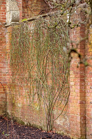COTTESBROOKE_HALL_AND_GARDENS_NORTHAMPTONSHIRE_WINTER_FEBRUARY_ROSES_TRAINED_BY_JENNY_BARNES_WALL