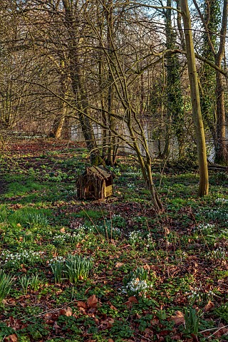 HORKESLEY_HALL_ESSEX_FEBRUARY_WINTER_SNOWDROPS_DRIFTS_DUCK_HOUSE