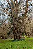 HORKESLEY HALL, ESSEX: HUGE ACACIA TREE ON LAWN, FEBRUARY, WINTER