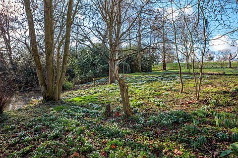 HORKESLEY_HALL_ESSEX_FEBRUARY_WINTER_SNOWDROPS_DRIFTS_WATER_LAKE