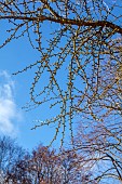 HORKESLEY HALL, ESSEX: WINTER, FEBRUARY, BRANCHES, SPIKES OF GINGKO BILOBA, MAIDEN HAIR TREE, DECIDUOUS TREE